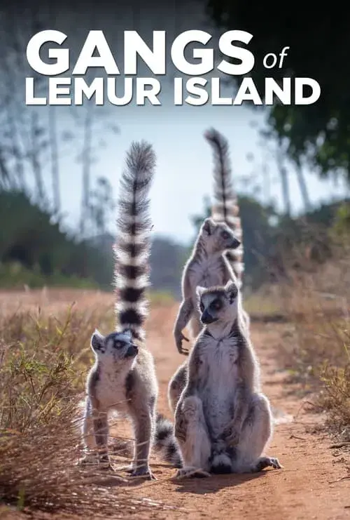 Gangues da Ilha Lemur