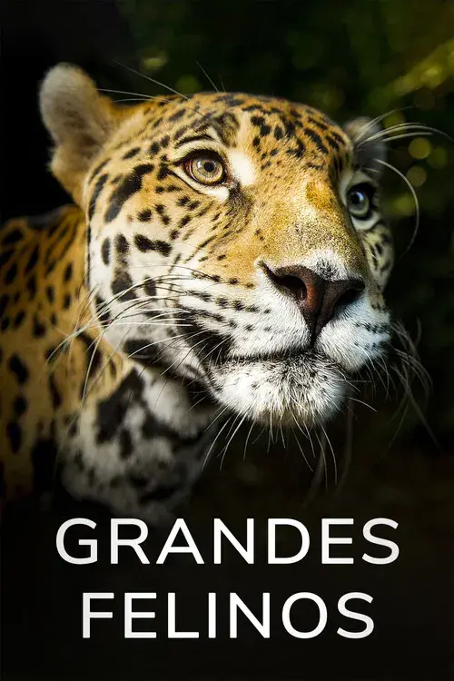 Grandes Felinos