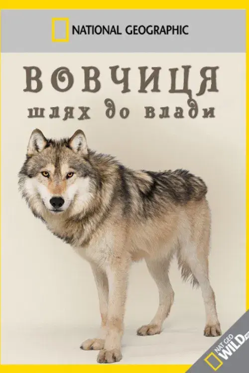 Wild Yellowstone: She Wolf