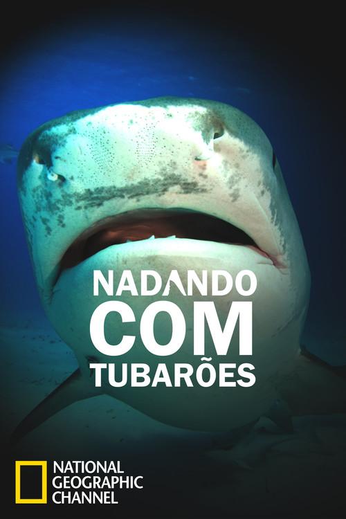 Nadando com Tubarões