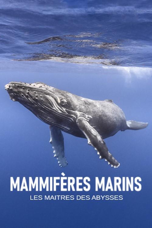 Mammifères marins, les maîtres des abysses