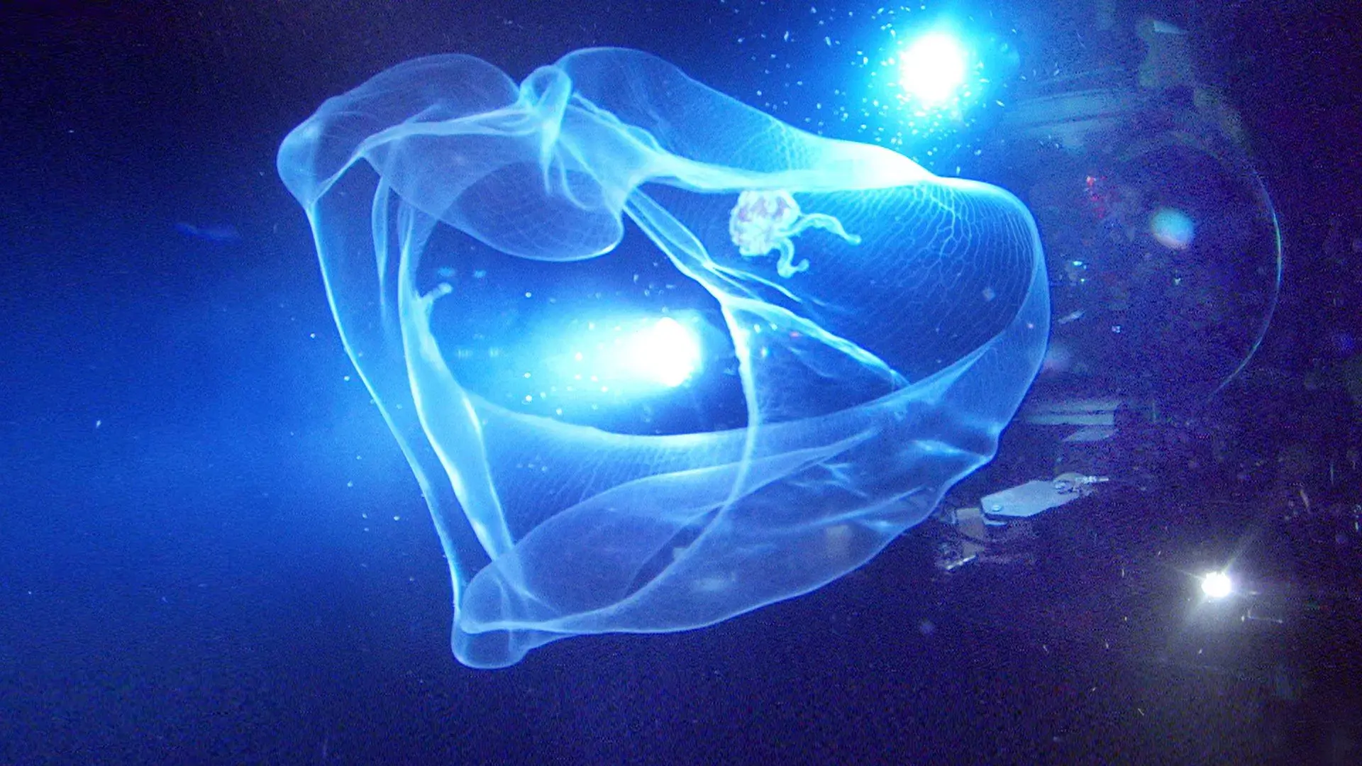 Criaturas das Profundezas