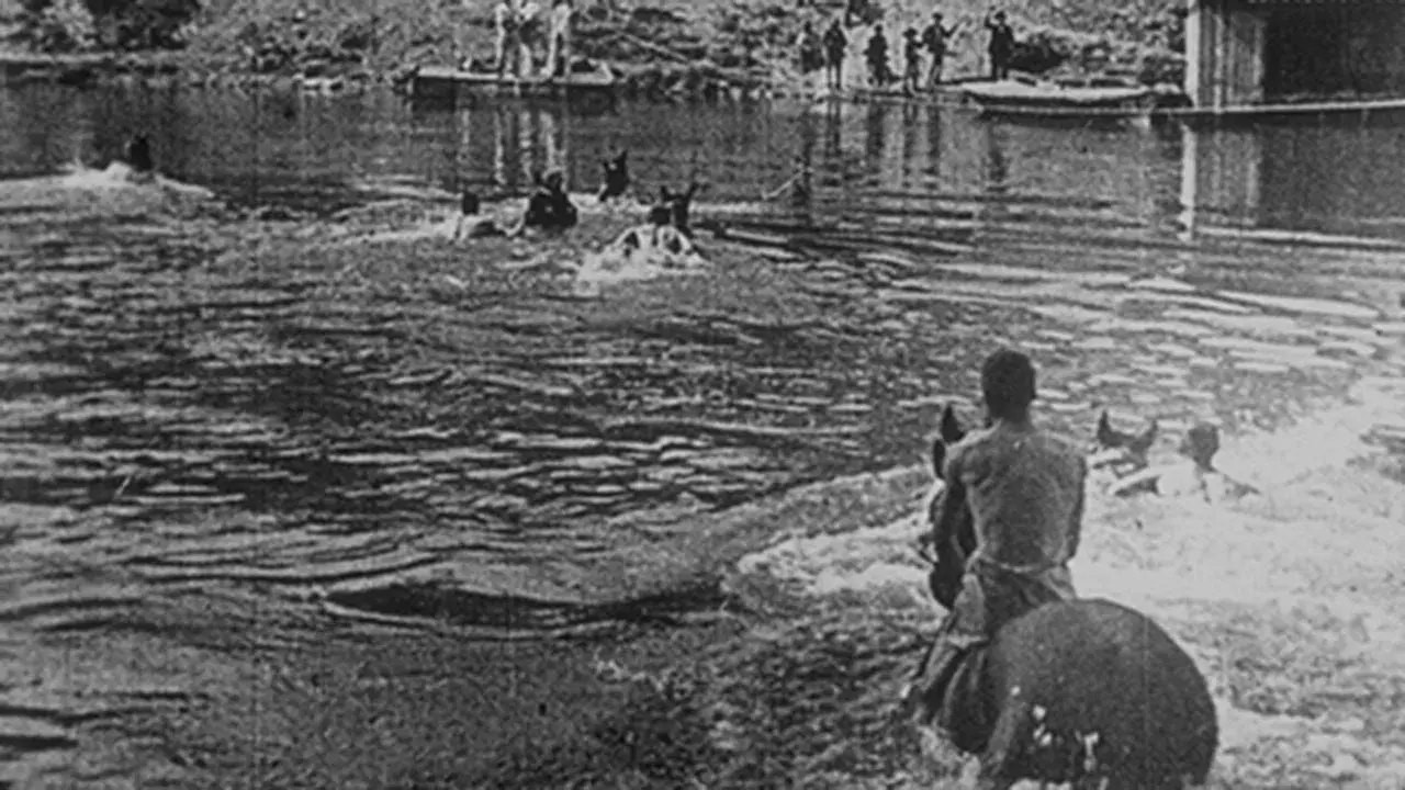 Dragons traversant la Saône à la nage