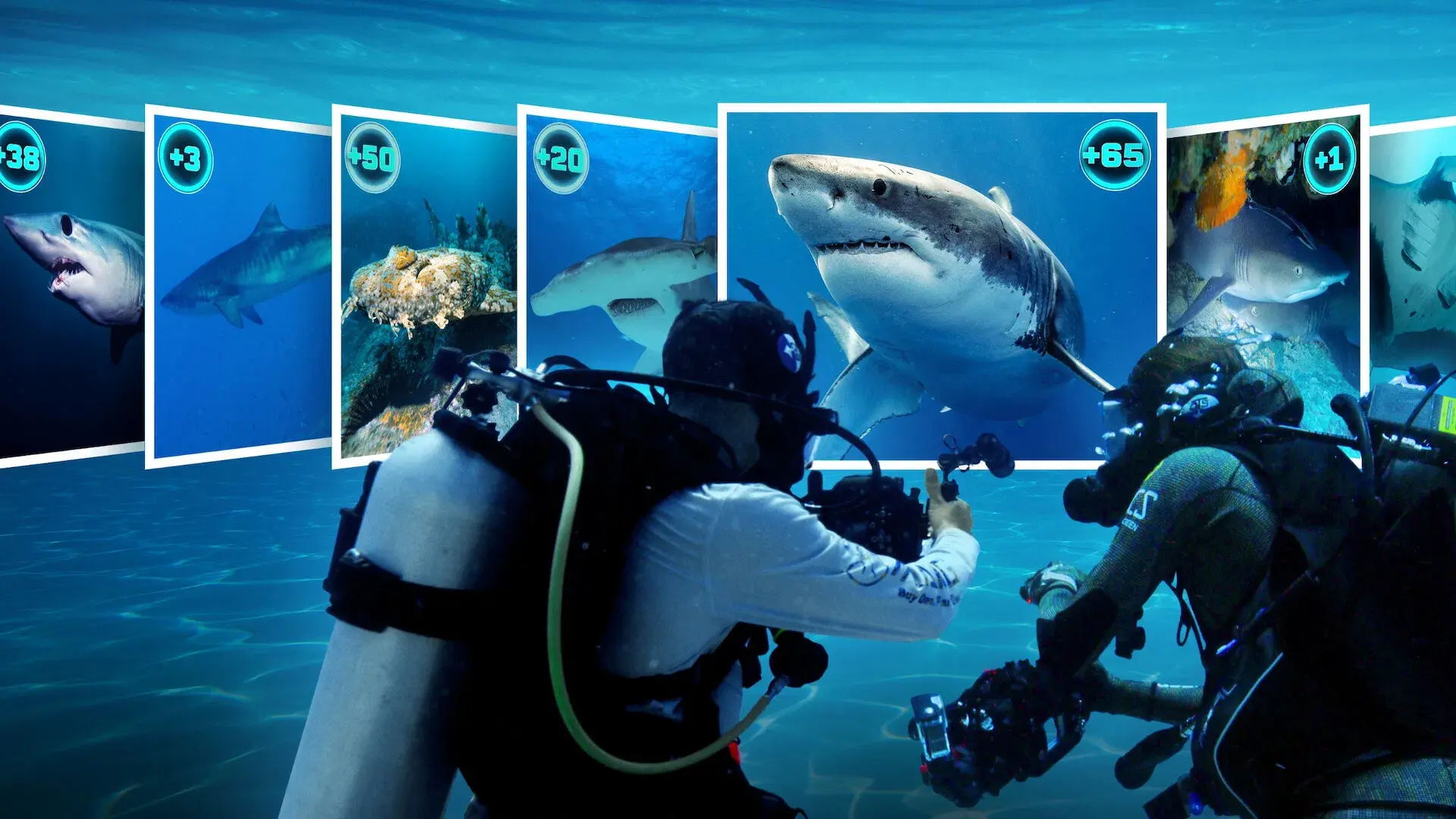 Todos os Tubarões do Mundo