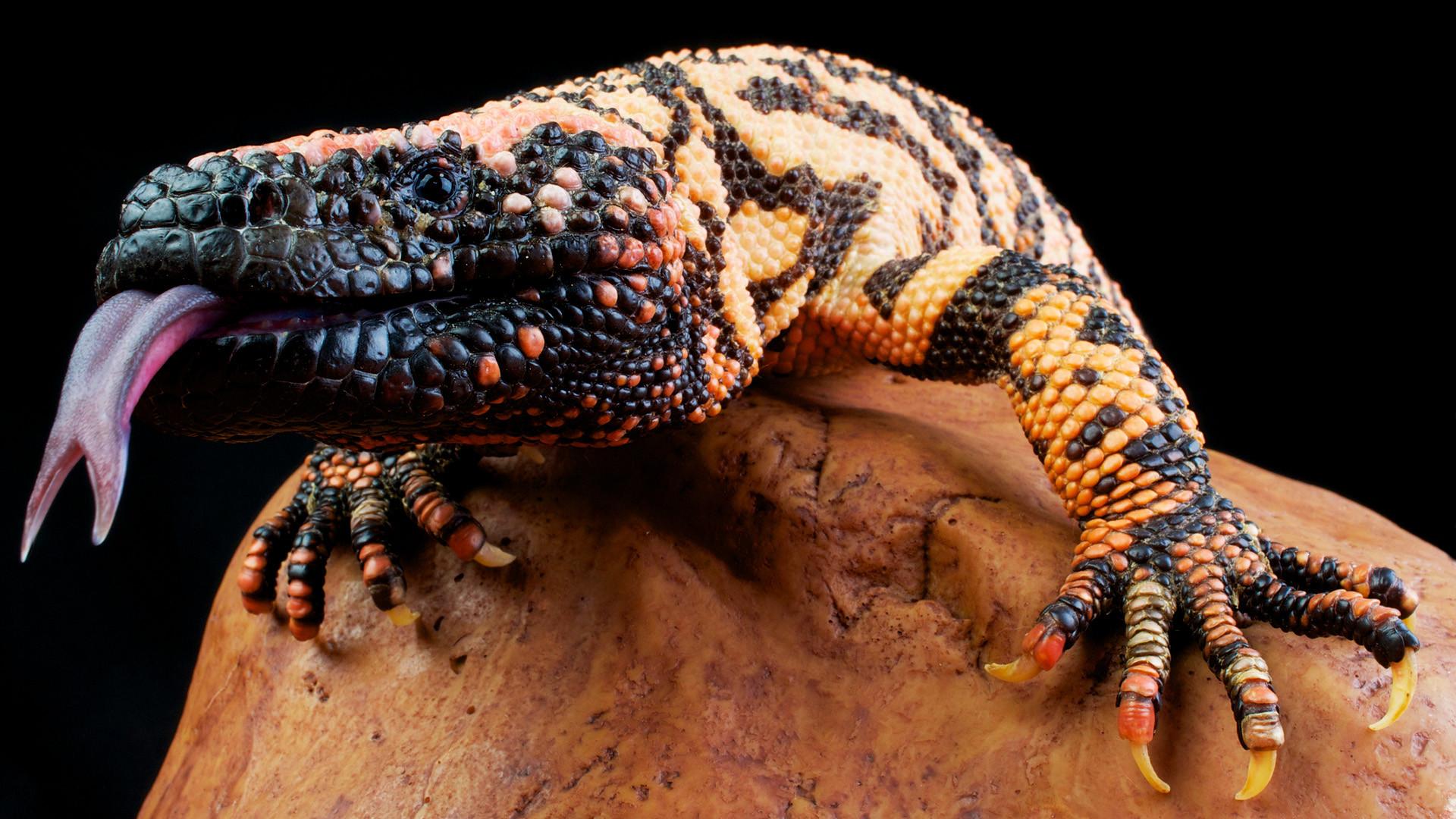 Os predadores mais perigosos