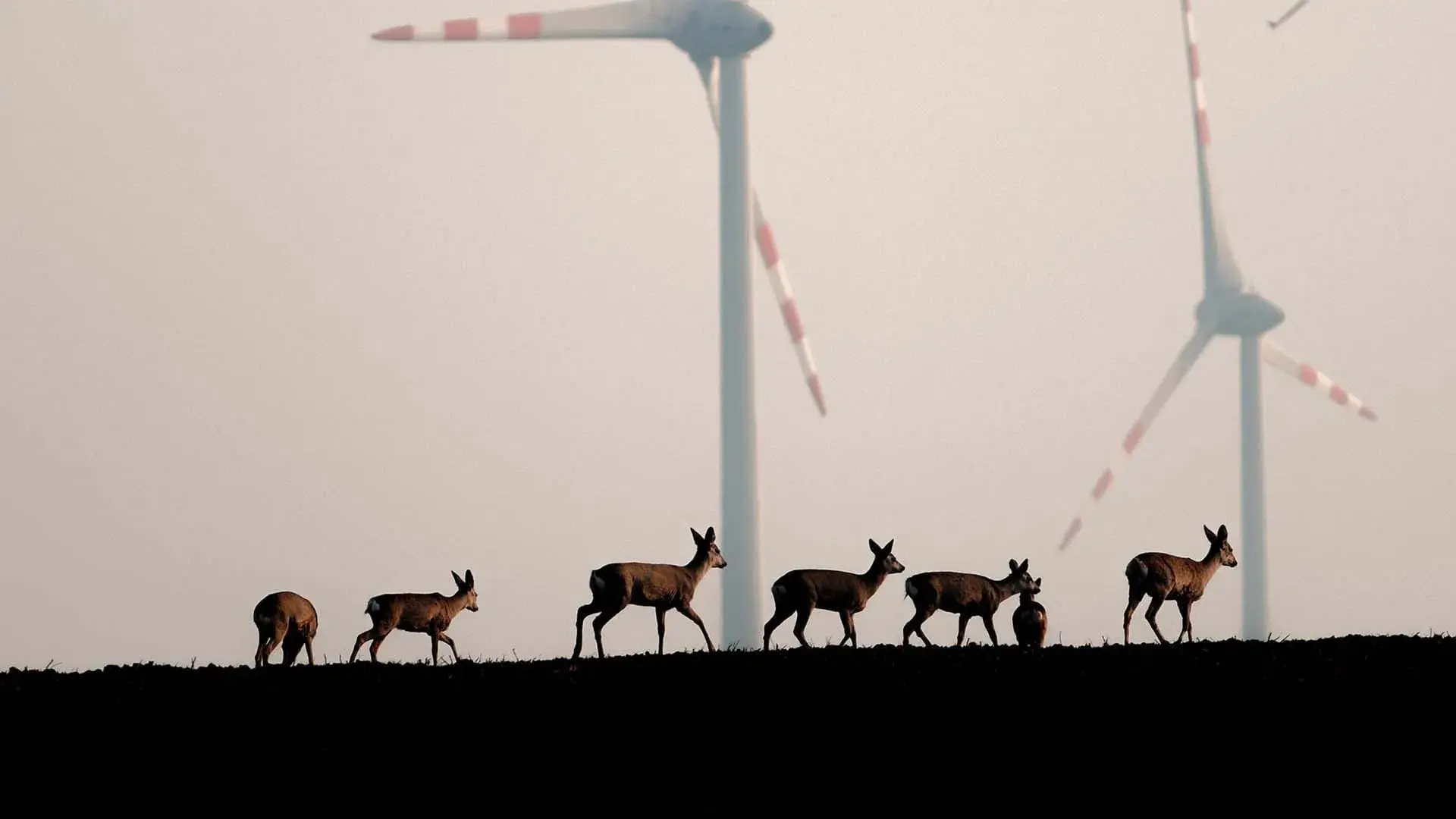 Wildnis 2.0 - Die Tierwelt auf Umwegen