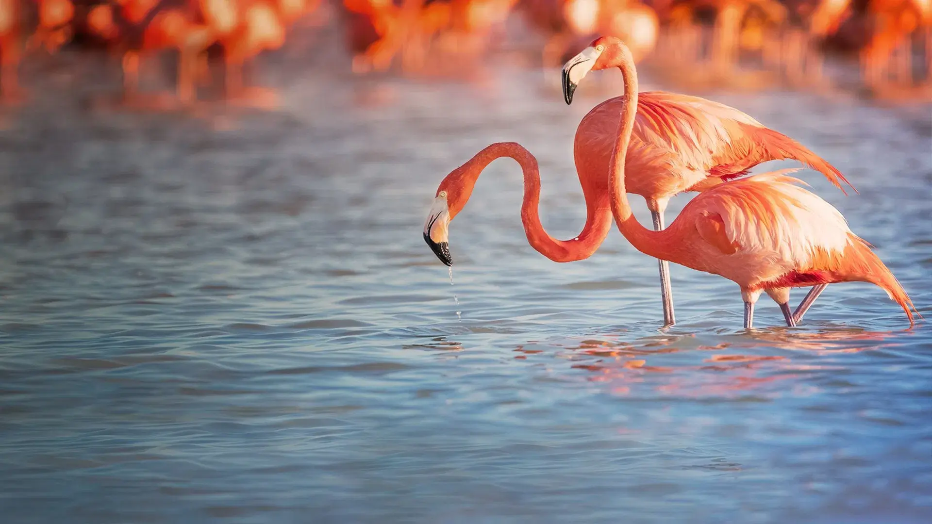 Planeta dos Pássaros