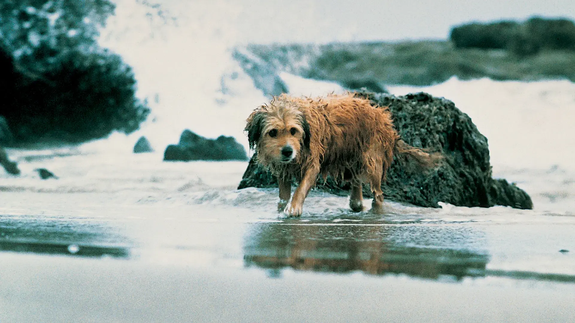 Benji - Um Cão Desafia a Selva