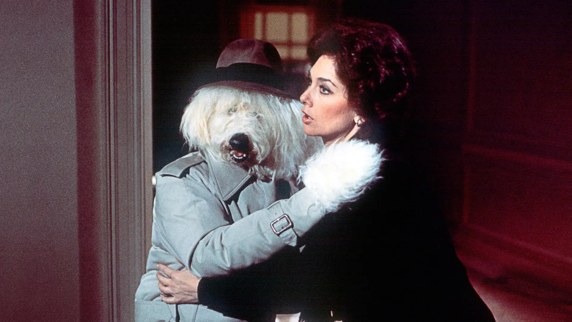 Felpudo - O Cachorro Promotor