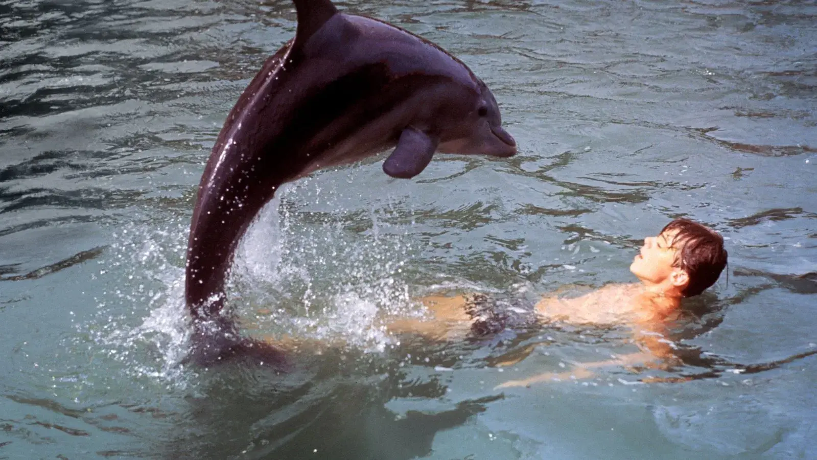 As Novas Aventuras de Flipper