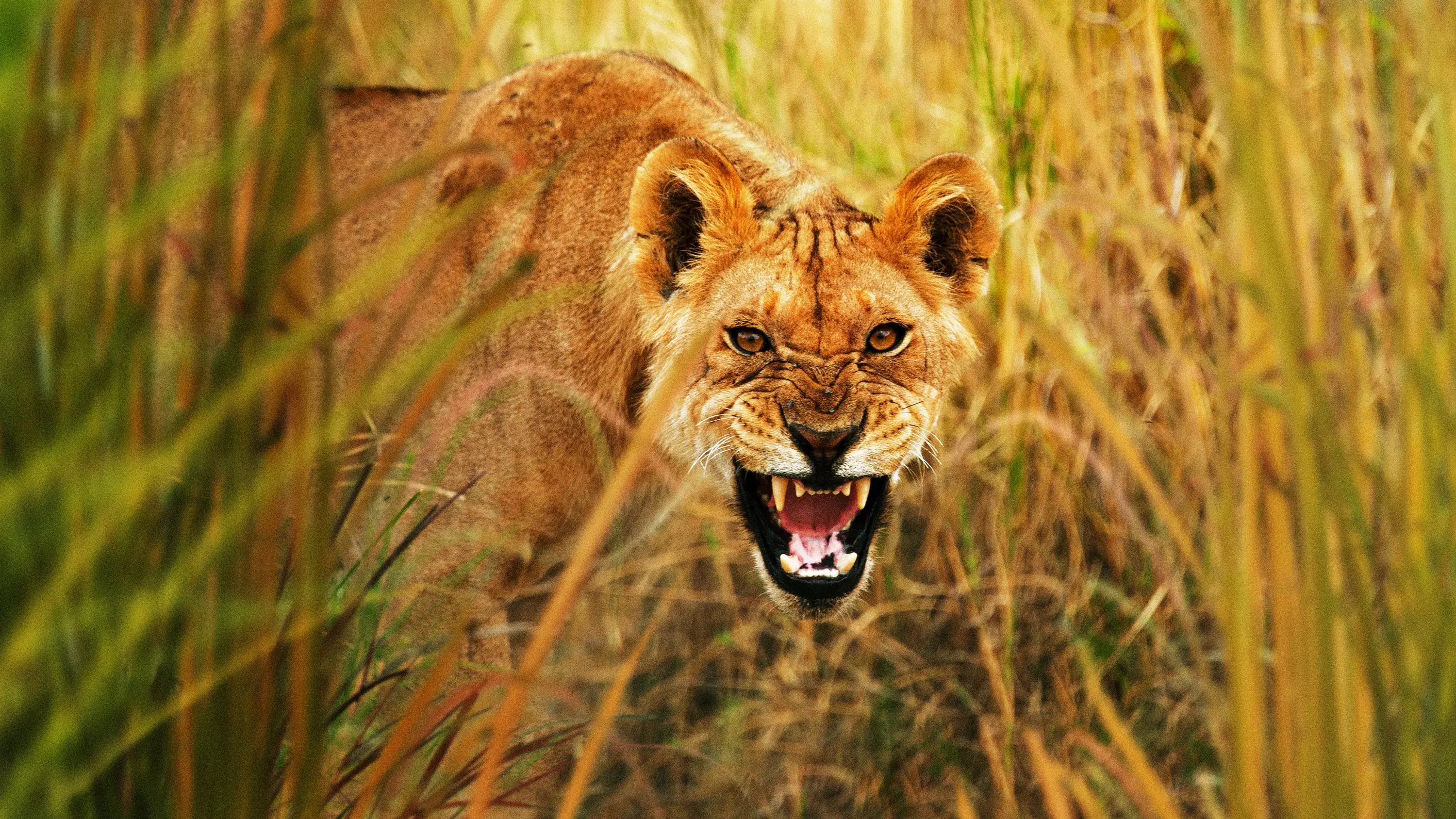 A Vida Secreta dos Predadores