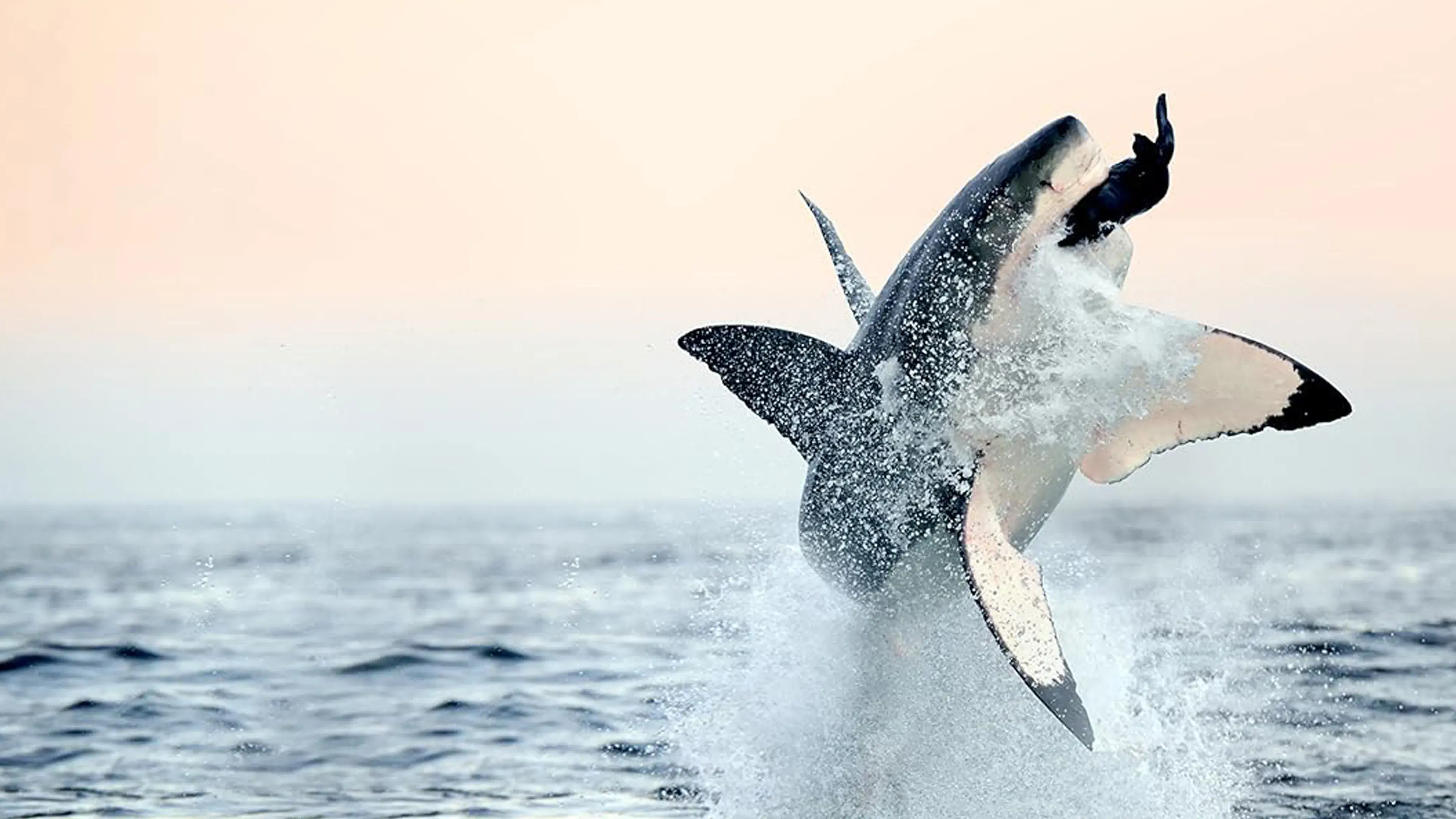 Air Jaws: Back from the Dead