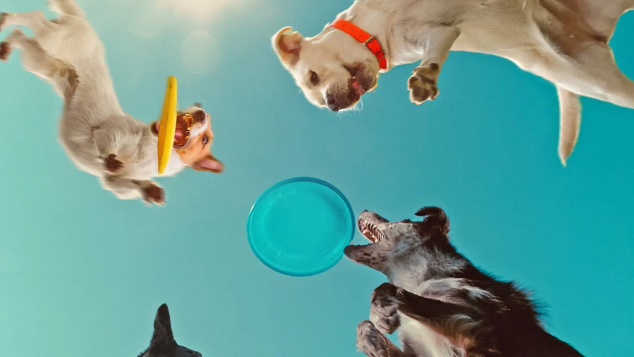 Dentro da Mente de um Cachorro