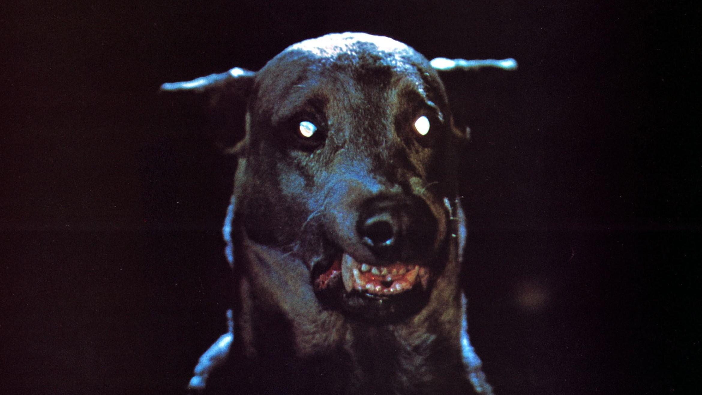 Zoltan - O Cão Vampiro de Drácula